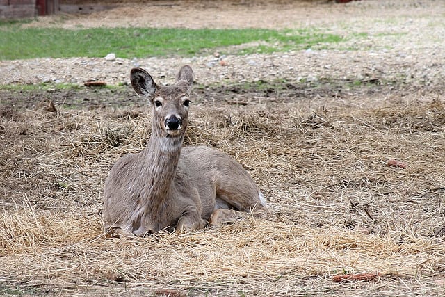 California Deer Association Gives Your Junior Hunter A 98% Chance To Harvest A Deer