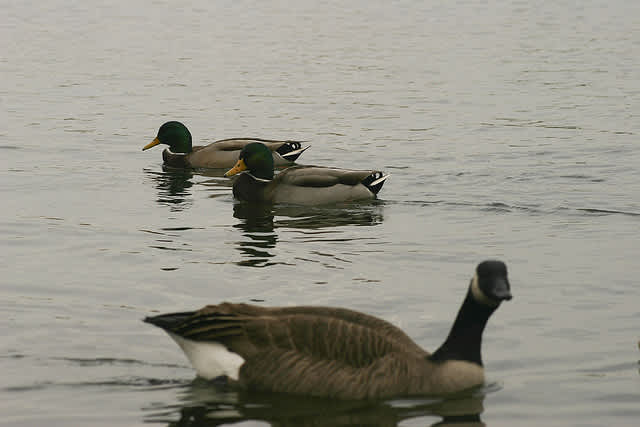 Becoming an Outdoors-Woman Program Offers Waterfowl Workshop in Brighton, Michigan Sept. 24