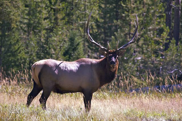 Washington DFW Seeks Volunteers to Facilitate Elk Hunts Near Mount St. Helens