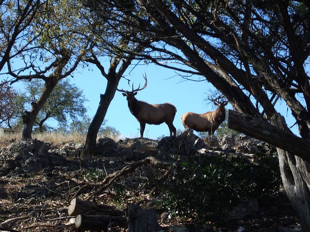 Ten Tips for Efficient Elk Hunting