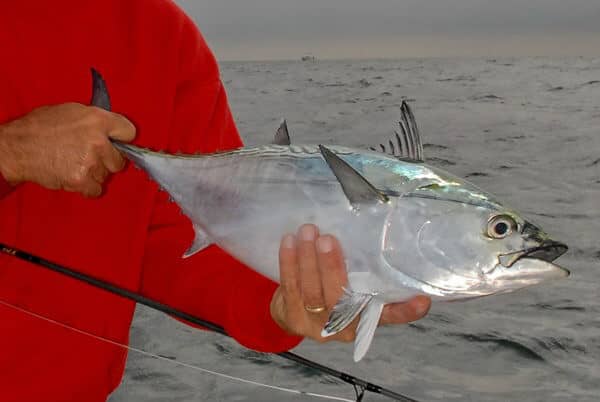 Reeling in Tiny Tuna: Saltwater Fishing for False Albacore