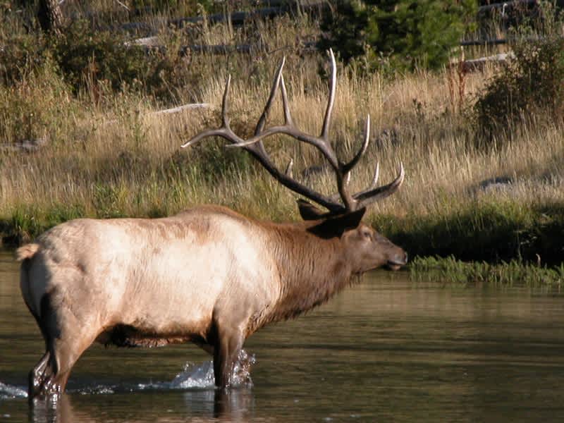 Elk Calling Champ: Follow the ‘ARC’ to Hunting Success