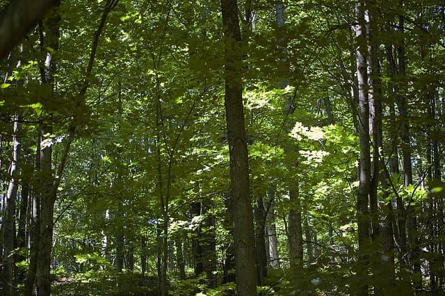 Michigan DNR Invites Public Input on Forest Management in Marquette and Alger Counties