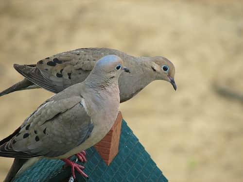 Doves Plentiful, Fields Spotty for Opening Day in Missouri