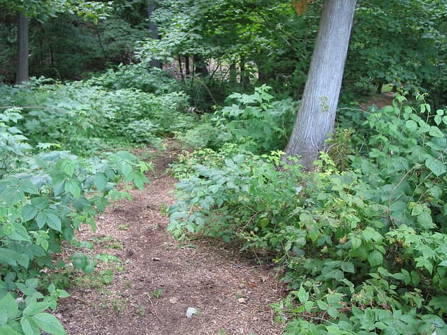 Michigan’s Onaway State Park to Celebrate 90th Anniversary on Aug. 27th