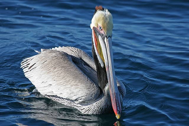 California DFG Biologists Determine Cause of Pelican Deaths and Injuries