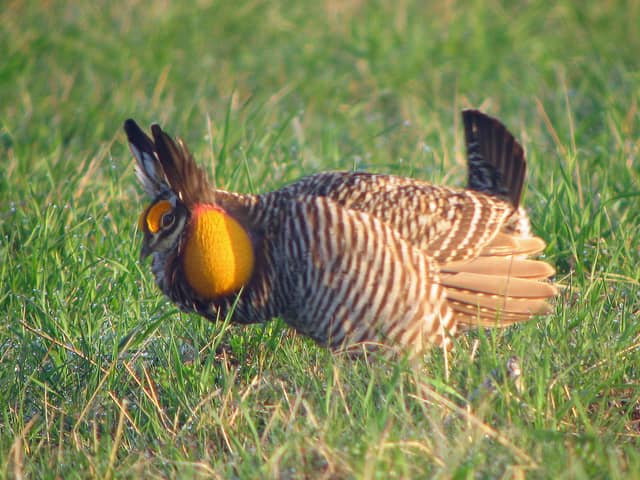 Weather Gives Endangered Prairie Chickens a Nesting Boost in Missouri