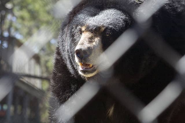 Drought Increases Texas Black Bear Concerns