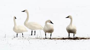 Apply for a Swan Hunting Permit in Utah by Sept. 7