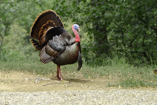 Patience: A Lesson in Turkey Hunting
