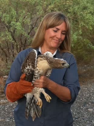 Arizona Game and Fish Releases Young Hawk Affected by Historic Wallow Fire