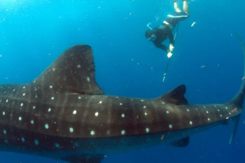 Whale Shark Tagging Expedition Deemed a Huge Success