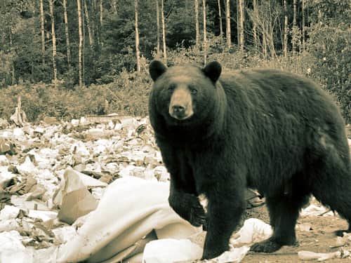 Bear Hunter Injured by Black Bear in Mackinac County, Michigan