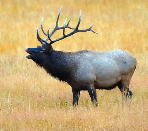 Plenty of Bull Elk in Utah says DWR
