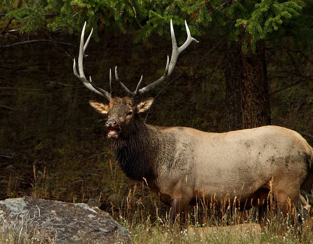 Kentucky’s 2011-12 Elk Season Opens with Archery Bull Hunt