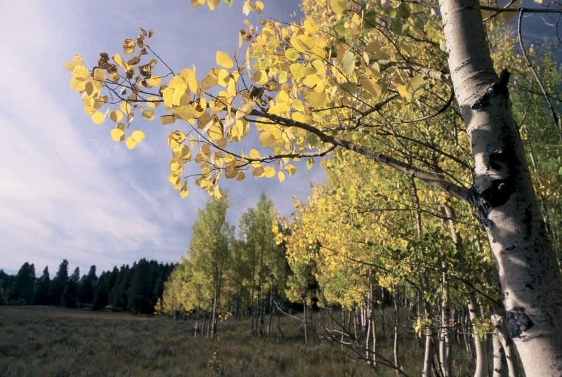 Explore Fall’s Confetti of Colors at Colorado State Parks