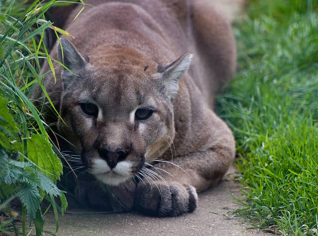 Michigan DNR Confirms Presence of Cougar in Ontonagon County