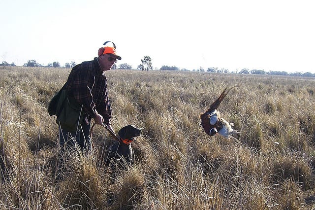 New Jersey DEP Division to Stock Quail in Dog Training Areas