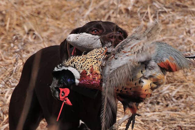 New Regulations for Hunting with Dogs in Mississippi’s Homochitto National Forest