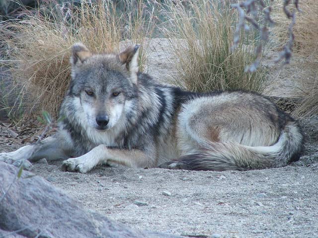Mexican Authorities to Release Mexican Wolves in Sonora, Mexico