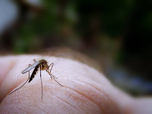 New Jersey Urges Residents to Take Precautions Against Mosquitoes
