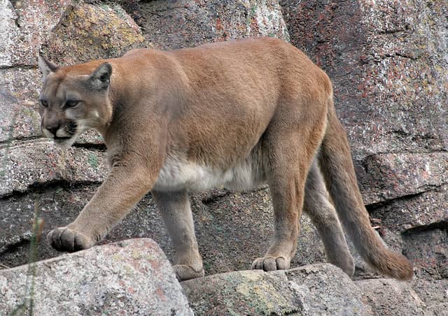 Mountain Lion Shot by Landowner in Texas County, MO
