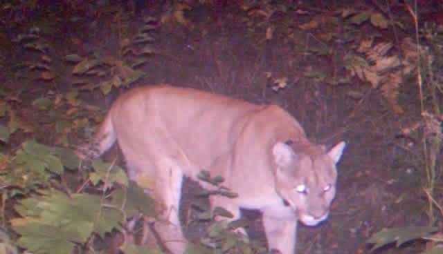 Michigan DNR Confirms Presence of Cougar in Houghton County