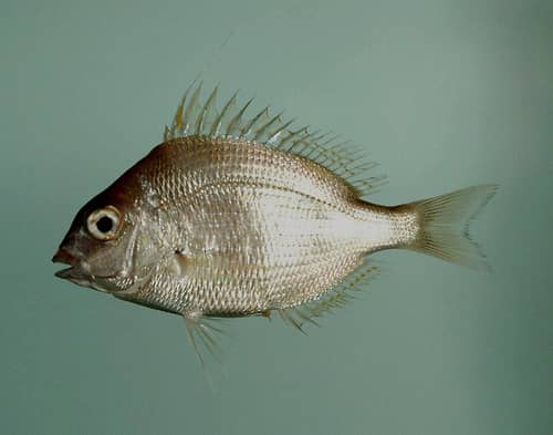 New York DEC Announces Extension to Recreational Fishing Season for Scup (Porgy) for 2011