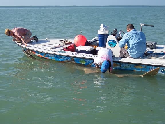 Guy Harvey Ocean Foundation Supports Sawfish Studies around Florida