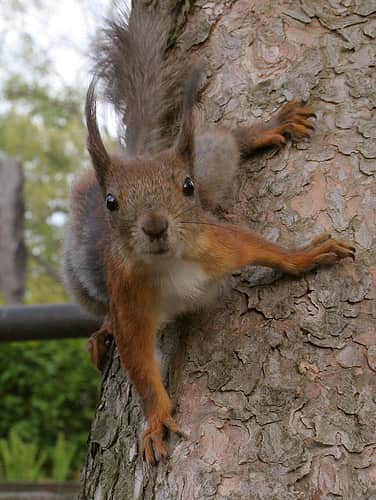 Mississippi’s Squirrel Season is Approaching