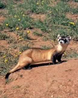 Happy 15th, 20th and 30th Anniversary to Arizona’s Black-footed Ferrets