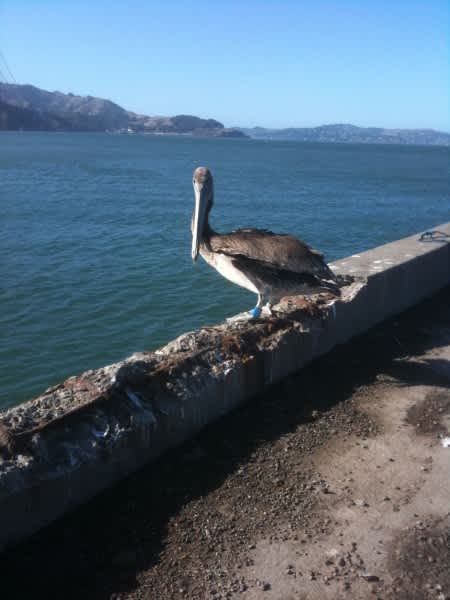 California Anglers Advised to Exercise Caution When Fishing Where Seabirds Feed