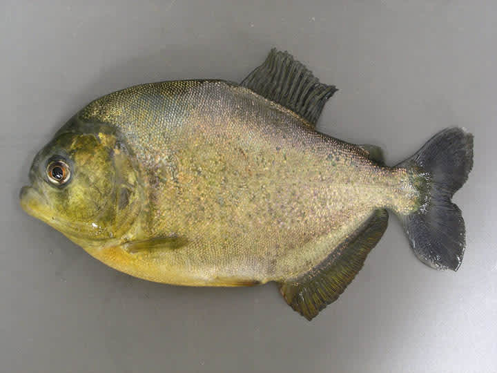 Rare Piranha Catch Illustrates Need to Prevent Invasive Aquatics in Texas