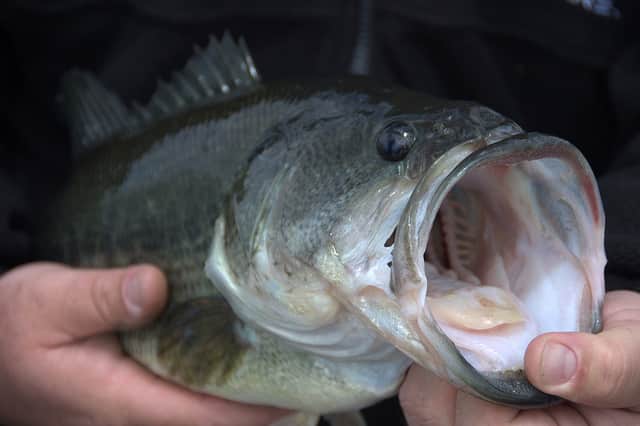 Tips on Handling and Caring for Trophy Bass