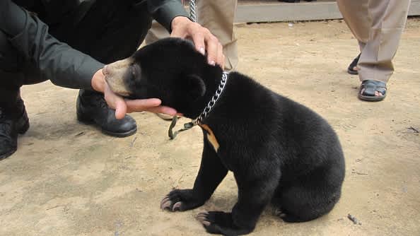 Informant Tips Lead to Bear Rescue in Cambodia
