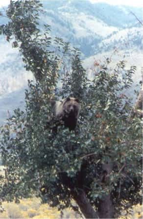 Idaho Upper Snake Region Residents Urged to Care for Their Apple Trees to Prevent Conflicts with Bears