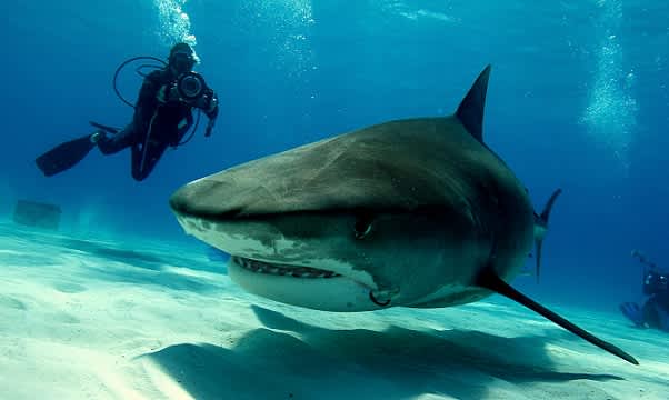 8-Year-Old Shark Conservationist Sophi Bromenshenkel to Go Brush-to-Brush with Artist Guy Harvey