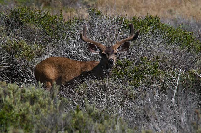Texas Hunters Asked to Participate in Voluntary Mule Deer Check Points