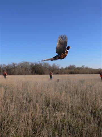 South Dakota GFP Offers Tips for a Safe and Successful Pheasant Season