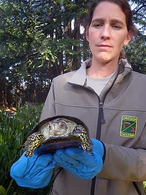 Oregon DFW Stops Illegal Turtle Sale on Craigslist