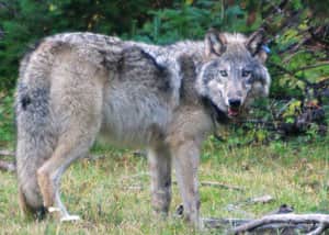 New Wolf Pack in Snake River Unit and Walla Walla Wolf Collared