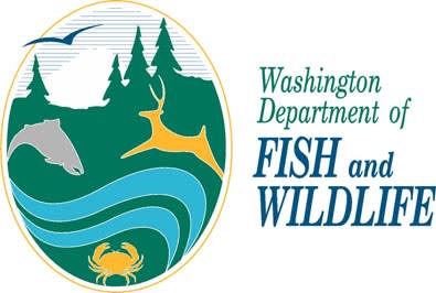 Thousands of Jumbo Trout Planted in Lakes in Washington State