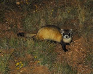 Record Numbers for Black-Footed Ferrets in Arizona