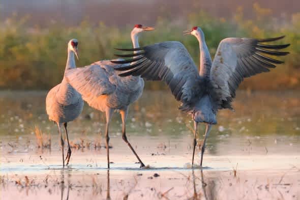 California’s Sandhill Cranes Central Valley Wintering Grounds