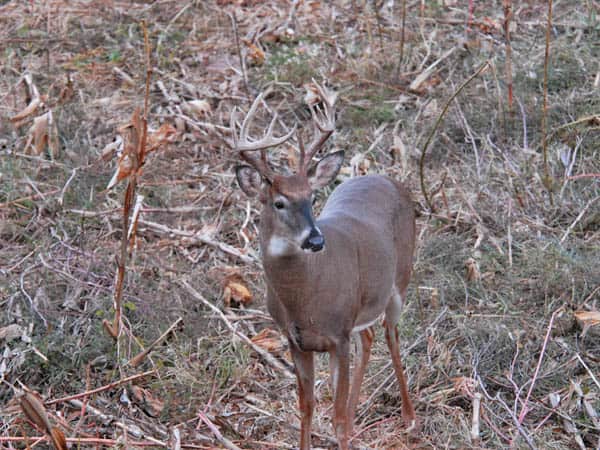 Bob Sheppard’s Tips for Bagging Whitetail: Part Two