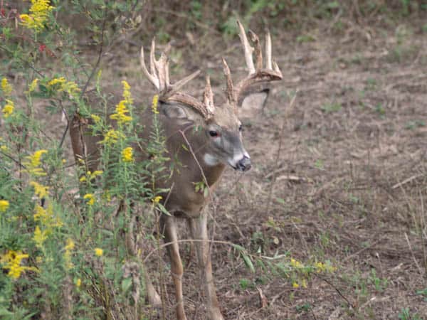 Bob Sheppard’s Tips for Bagging Whitetail: Part Three