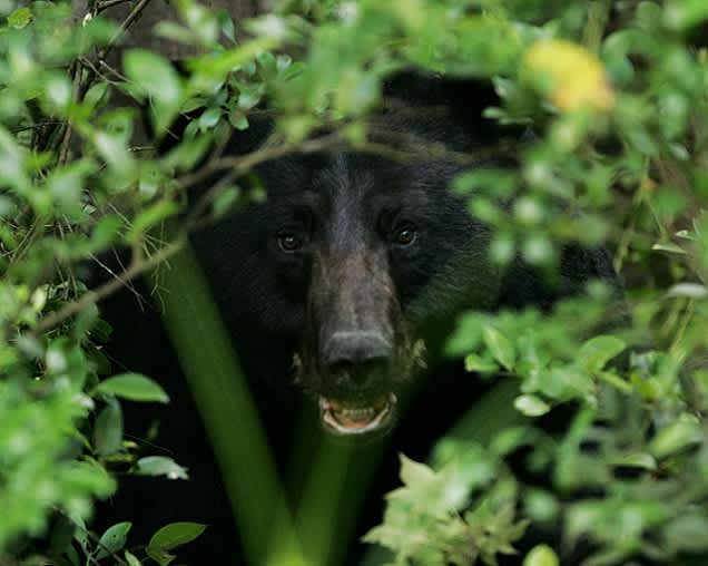 Black Bears are a Protected Species in Alabama