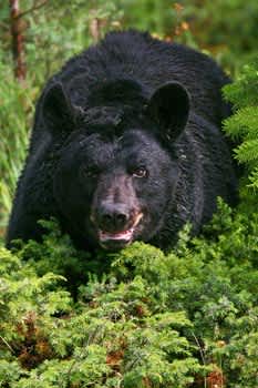 Possible Bear Hunting Changes in Utah