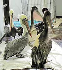 Pelicans Face New Threat on Oregon Coast: Junk Food