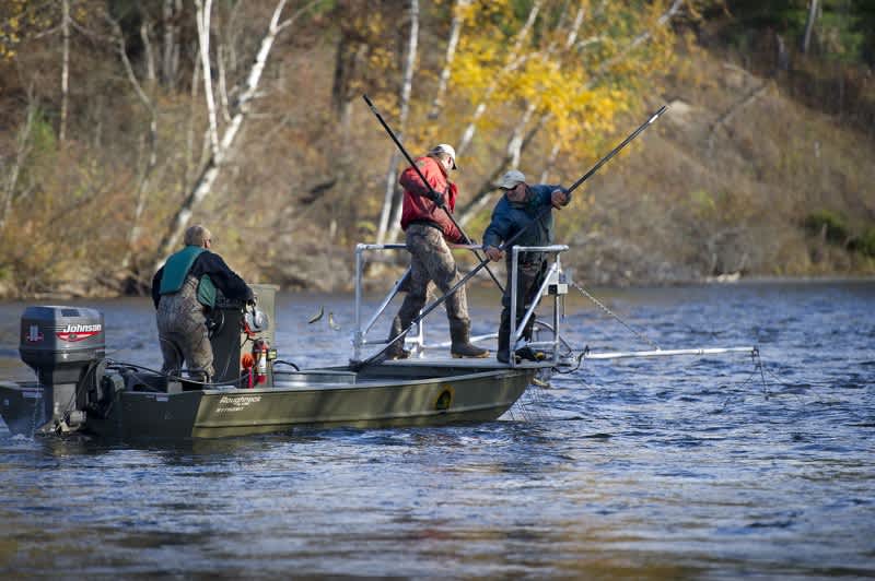 Michigan’s Sturgeon River Strain Brown Trout Show Promise